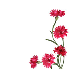 Red knapweed flowers with curved stems in a corner floral arrangement isolated on white or...