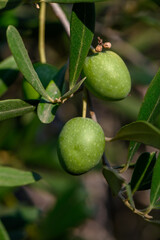 Green Olives on Branch in Cyprus