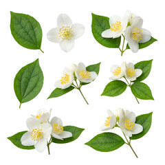 Jasmine Flowers with Transparent Background:  A Collection of Exquisite White Blossoms and Lush Green Leaves, Ideal for Design Projects.