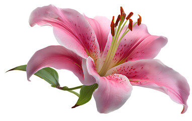 masumkhanrafi15_a_dutch_red_flower_garden_with_grass_and_rocks__c - masumkhanrafi15_beautiful_pink_lily_flower_isolated_on_a_tra