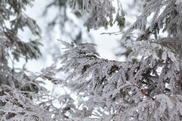 Frosty branches of spruce in winter forest
