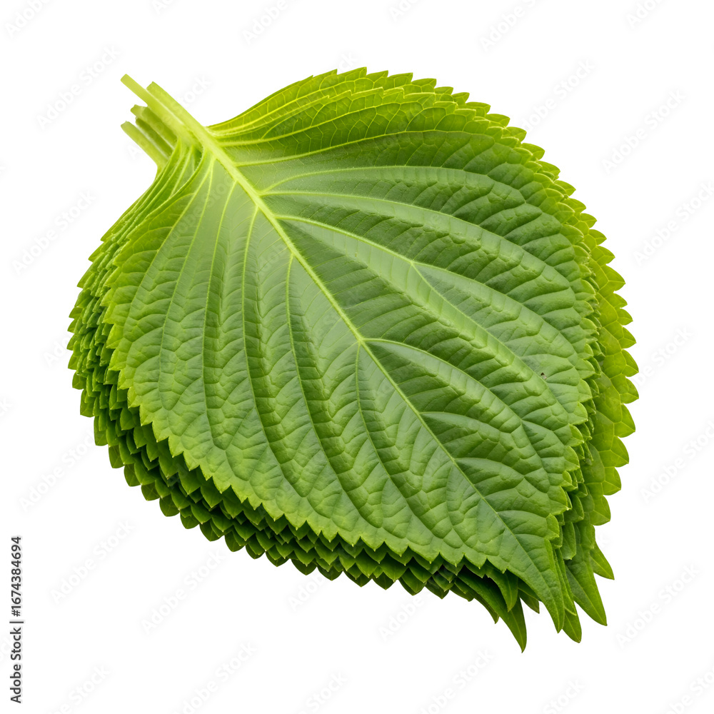 Poster green leaves stacked, creating a transparent background image, ideal for design projects.
