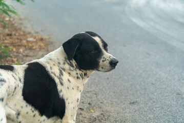 Black and White Dog on Roadside