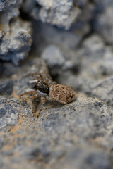Jumping Spider on Rock in Cyprus