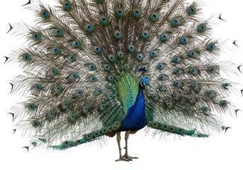 Peacock with Vibrant Blue Green Feathers Displaying Fan in White Background