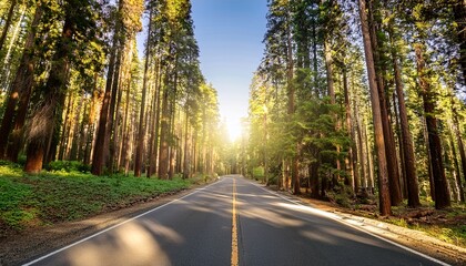 Obraz premium road lined with tall trees in forest illuminated by sunlight