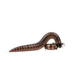 Naklejka premium Millipede Crawls on Black Background, High-Resolution, Macro Photography, Transparent Background Image.