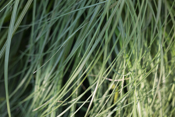 Fototapeta premium Close-up view of green grass swaying in the gentle breeze during a sunny afternoon in a natural landscape