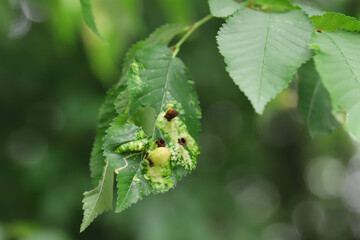 Aphid Gall on an Elm Leaf, Tetraneura (Byrsocrypta) ulmi, Aphididae, Hemiptera.