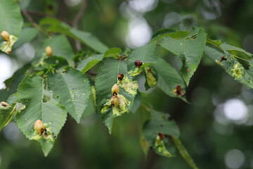 Tetraneura ulmi elm sack gall aphid also known as fig gall, is a species of aphid in the family...