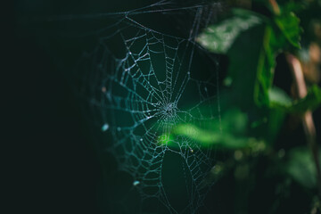 Intricate spider web glistening with tiny droplets of morning dew, hanging between green leaves in a dark forest, creating a magical and delicate scene