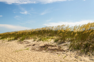 Grass on Beach on a Beautiful Summer Day