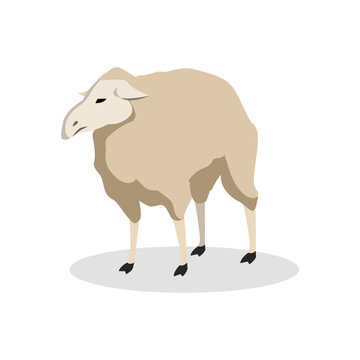 Simple Color Animal Vector Illustration Design