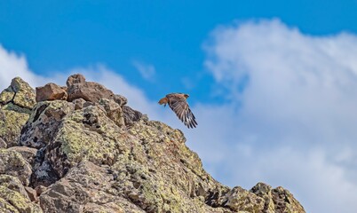 Long-legged Buzzard (Buteo rufinus) is a hunting bird that lives in Asia, Europe and Africa.