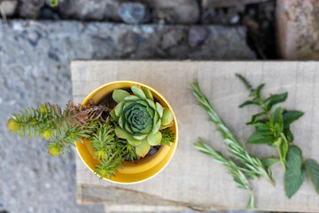 Succulent plants in a yellow pot on a wooden surface with fresh herbs arranged nearby during a...