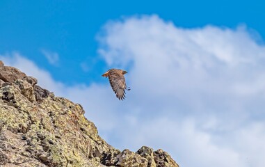 Long-legged Buzzard (Buteo rufinus) is a hunting bird that lives in Asia, Europe and Africa.