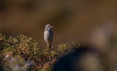 The Spectacled Warbler (Sylvia conspicillata) is a species of songbird that inhabits high mountain slopes in northern Africa, as well as Asia and Europe.