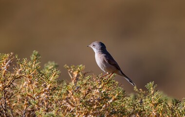 The Spectacled Warbler (Sylvia conspicillata) is a species of songbird that inhabits high mountain slopes in northern Africa, as well as Asia and Europe.