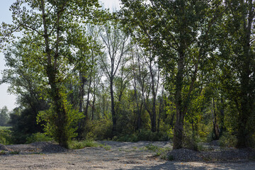 Fototapeta premium Lush greenery and tree silhouettes at a serene riverside location in early afternoon light during summer
