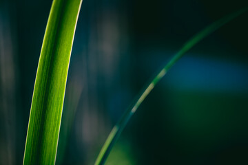 Close-up of vibrant green grass blades, illuminated by sunlight, creating a lush and textured...