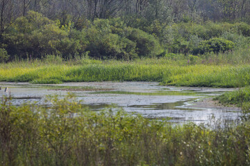 Serene wetland landscape showcasing rich greenery and still waters during a sunny afternoon in a tranquil natural habitat