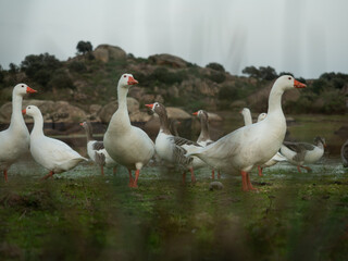 group of geese and ducks on the lake