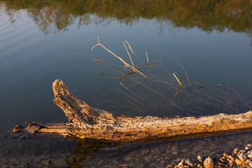 Wooden log rests on shore as water ripples gently during sunset at a serene lakeside setting, capturing nature's tranquility in warm golden hues