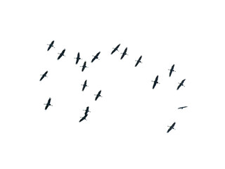 flying cranes isolated on white background