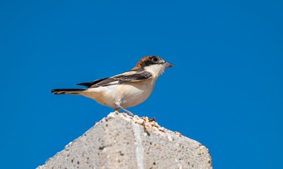 Woodchat Shrike (Lanius senator) is a carnivorous bird that feeds on small birds, lizards and field mice. It is also a songbird