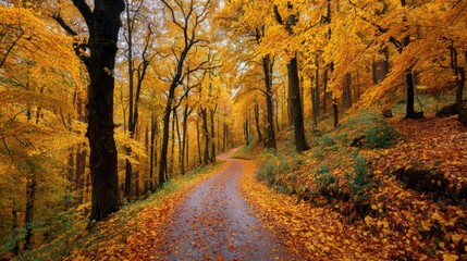 Obraz premium road in autumn forest on white background