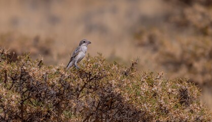 Woodchat Shrike (Lanius senator) is a carnivorous bird that feeds on small birds, lizards and field mice. It is also a songbird.