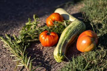 Freshly harvested vegetables including tomatoes and zucchini on a grassy surface during sunny...