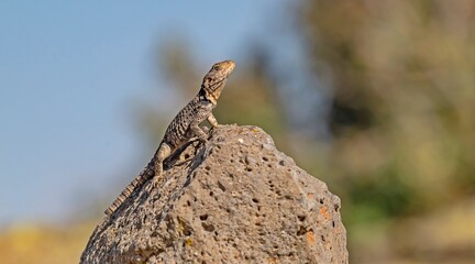 The rock agama (Laudakia stellio) is a species that lives in rocky places. It is common in Turkey.