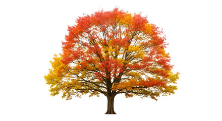 Autumn Tree with Colorful Fall Foliage
