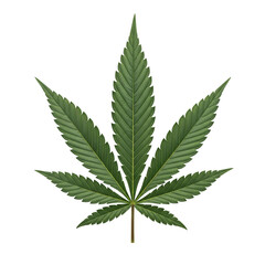 Detailed Green Cannabis Leaf on white Background, High Quality PNG.