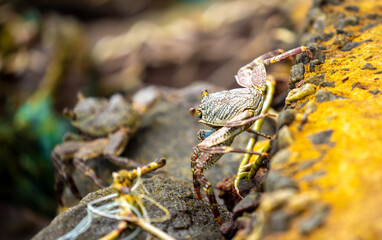 Crab on the beach runs along the pier. Exotic animals in resort places. The concept of a beach holiday in the tropics.