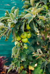 Green apples on a tree in the garden hanging from a tree branch. An orchard.