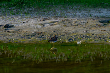 Solitary Sandpiper bird in muddy water. It stands in shallow water with its reflection visible.