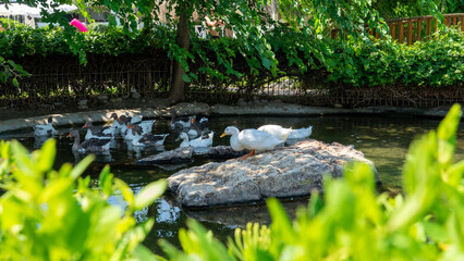 Decorative pond with white ducks and geese on sunny summer day. Concept of keeping poultry