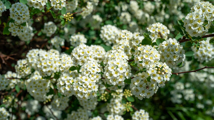 Spiraea cantoniensis or the Reeve's spiraea or bridalwreath spirea or double white may or Cape may or may bush is species of plant native to China, belonging to rose family Rosaceae