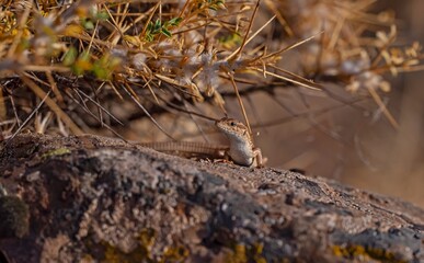 The snake-eyed lizard (Ophisops elegans) is a common species in Turkey. It feeds on small insects and has interesting hunting skills.