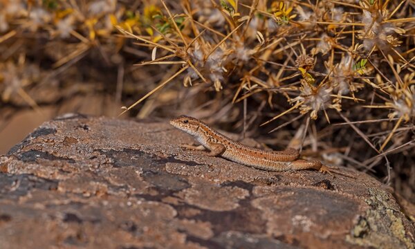 The snake-eyed lizard (Ophisops elegans) is a common species in Turkey. It feeds on small insects and has interesting hunting skills.