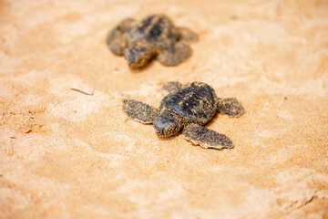 A small baby sea turtle crawls along the sandy shore towards the ocean to survive. The turtle hatched on the island of Sri Lanka. New life, saving the population, the way forward to a new life.