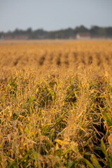 Fototapeta premium Golden cornfield stretches across the horizon under a clear sky during harvest season near rural farmland
