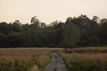 Scenic gravel path through a tranquil field leading to a forested area during dusk with soft lighting