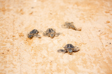 A small baby sea turtle crawls along the sandy shore towards the ocean to survive. The turtle...