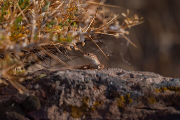 The snake-eyed lizard (Ophisops elegans) is a common species in Turkey. It feeds on small insects and has interesting hunting skills.