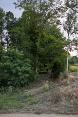Pathway through lush greenery in a rural area during twilight hours with trees and shrubs lining the trail