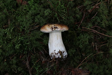 Snail eating Boletus. Deep Colours
