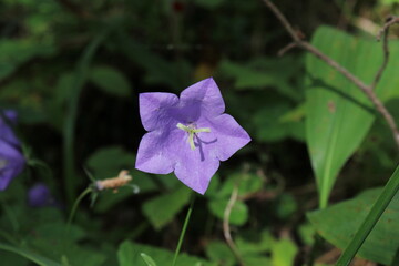 Campanula persicifolia in August. Bell flower